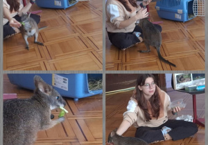 pani opowiada o pademelonie
