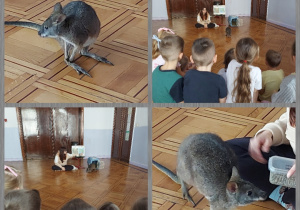 pademelon spaceruje wśród dzieci