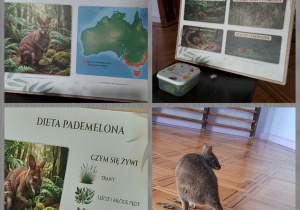 dzieci poznają pademelona tasmańskiego
