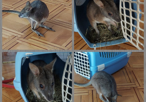 pademelon tasmański