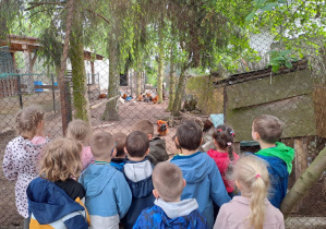 poznajemy ciekawostki o mieszkańcach kurnika