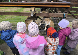 dzieci karmią kozy