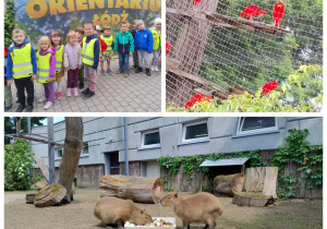 witamy w orientarium - kapibary i ibisy