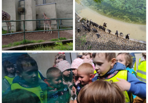 pingwiny czekaja na karmienie