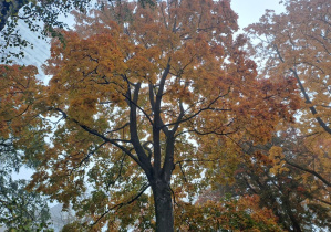 drzewo w jesiennych barwach