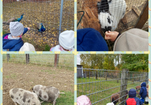dzieci poznają świnki, pawie, kozy i króliki