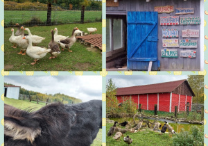 dzieci spotykają osiołka, gęsi i biegusy