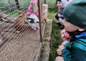 dzieci obserwują króliki