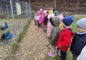 dzieci obserwują pawie na wybiegu