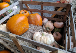 dynie prezentowane na wystawie