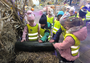 dzieci poznają dynię poprzez dotyk
