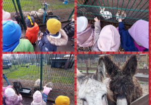 dzieci karmią marchewkami zwierzęta