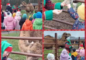 dzieci karmią wielbłąda