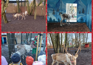 dzieci z wizytą u reniferów