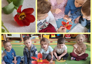 dzieci poznają budowę tulipana