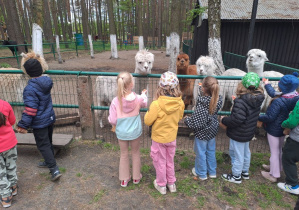 dzieci karmią zwierzęta marchewką