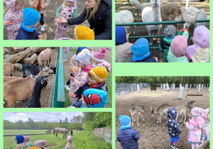 dzieci przyglądają się zwierzętom w mini ZOO